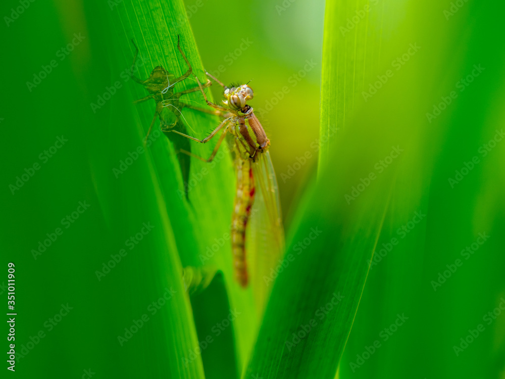 Large Red Damselfly Emerging from a Larva Large Red Damselfly Emerging from a Larva