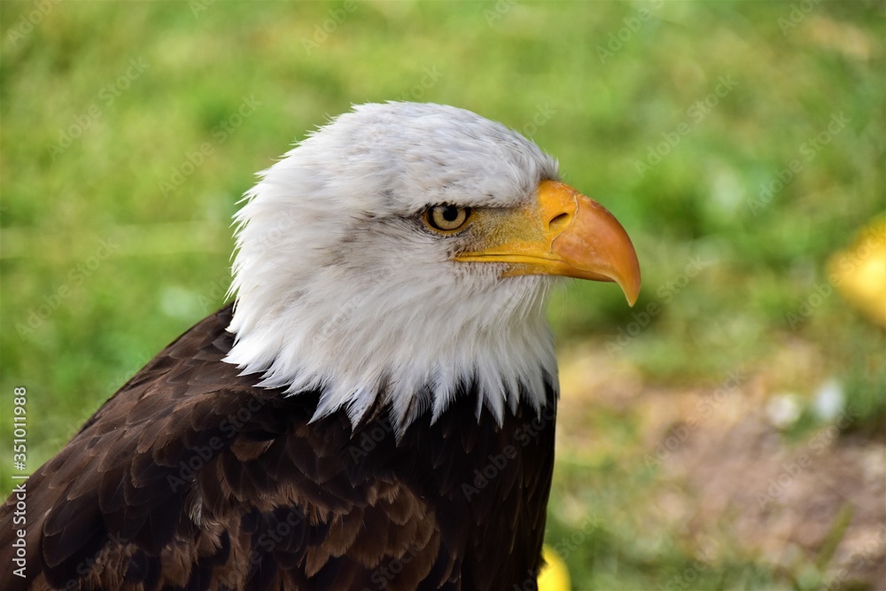 Foto detallada de un águila Foto detallada de un águila