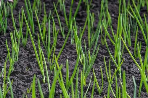 In the spring onions sprang up on the garden bed