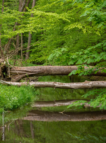 Tree trunks fallen over Kobylanka stream making a natural bridge. The Kobylanka flows into the Rudawa River. photo