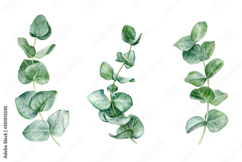Eucaliptos leaf set watercolor isolated on white background Eucaliptos leaf set watercolor isolated on white background