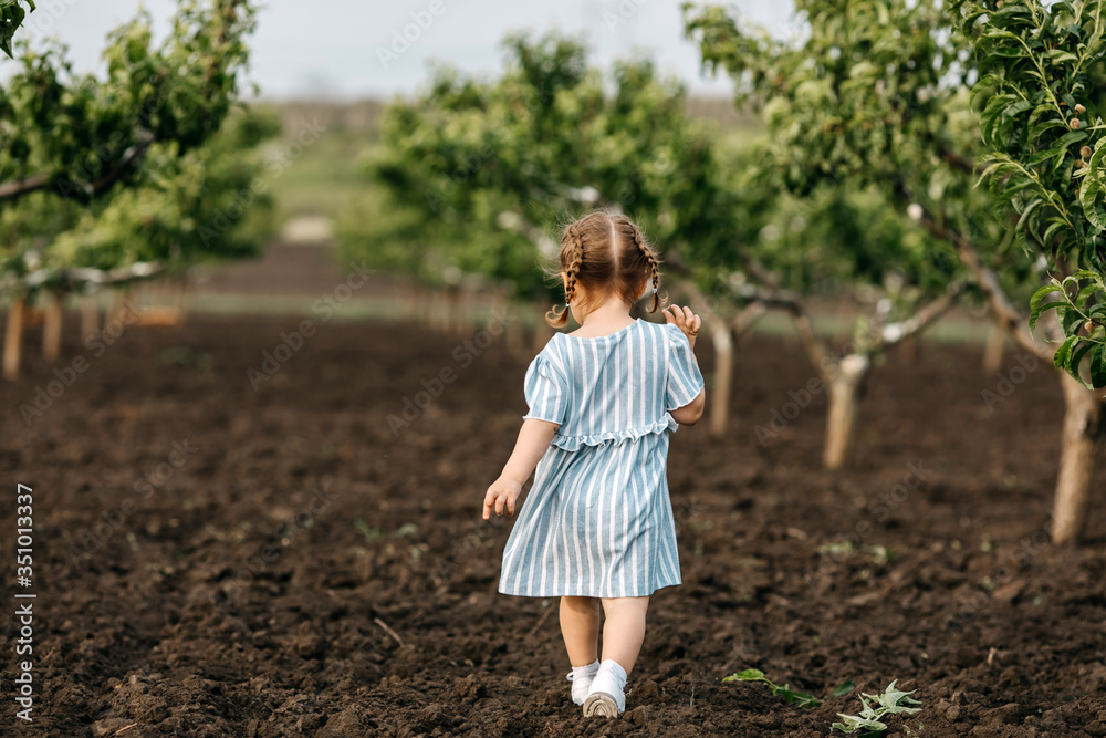 Little anonymous girl with two braids, walking on a dirt ground between peach trees in a garden. Little anonymous girl with two braids, walking on a dirt ground between peach trees in a garden.