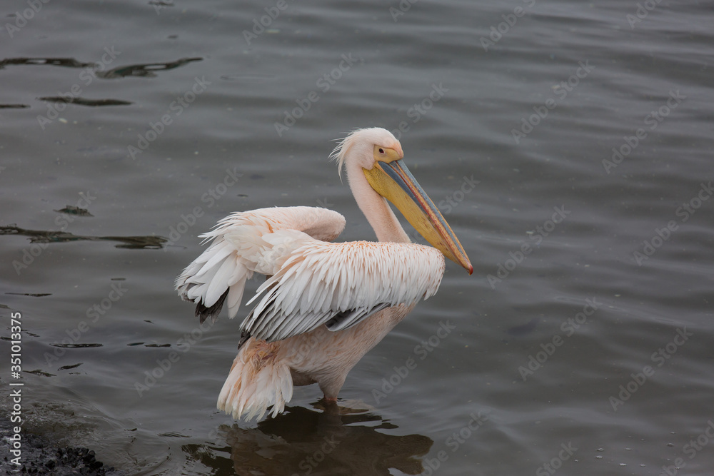 Portrait of beautiful water bird Pink-backed Pelican with yellow beak and gentle pink feathers and funny topknot. Namibia. Portrait of beautiful water bird Pink-backed Pelican with yellow beak and gentle pink feathers and funny topknot. Namibia.