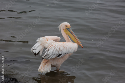 Portrait of beautiful water bird Pink-backed Pelican with yellow beak and gentle pink feathers and funny topknot. Namibia.