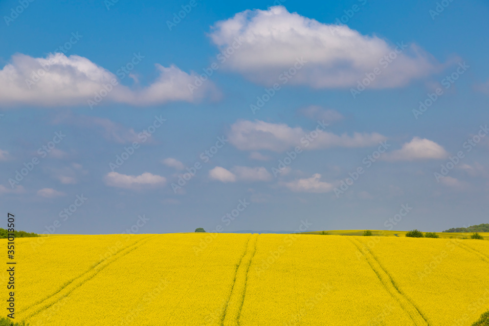 Blooming rapeseed field in Ukrainian countryside