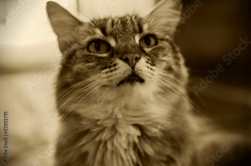 Kitty