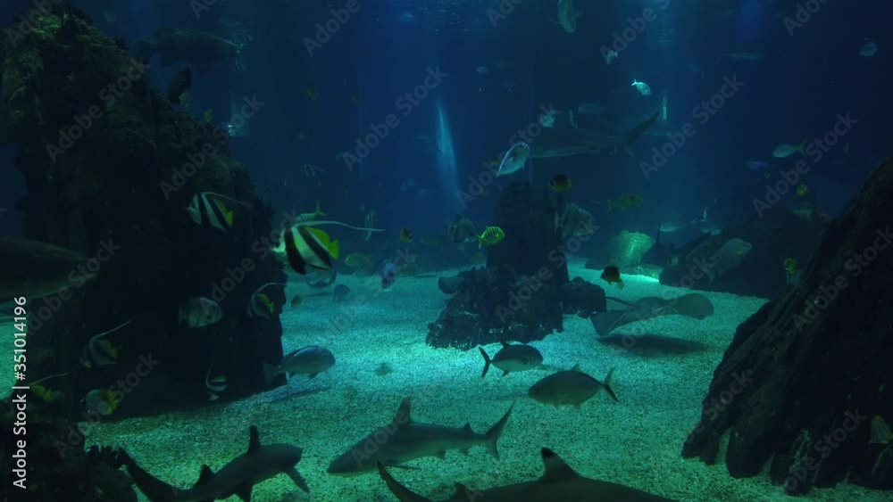 Movement of school of fish underwater. Group fish of multiple species in undersea marine life Movement of school of fish underwater. Group fish of multiple species in undersea marine life