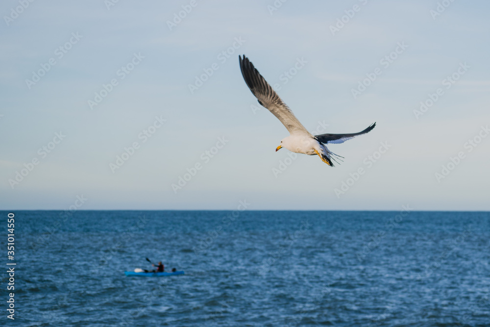 seagulls in flight seagulls in flight