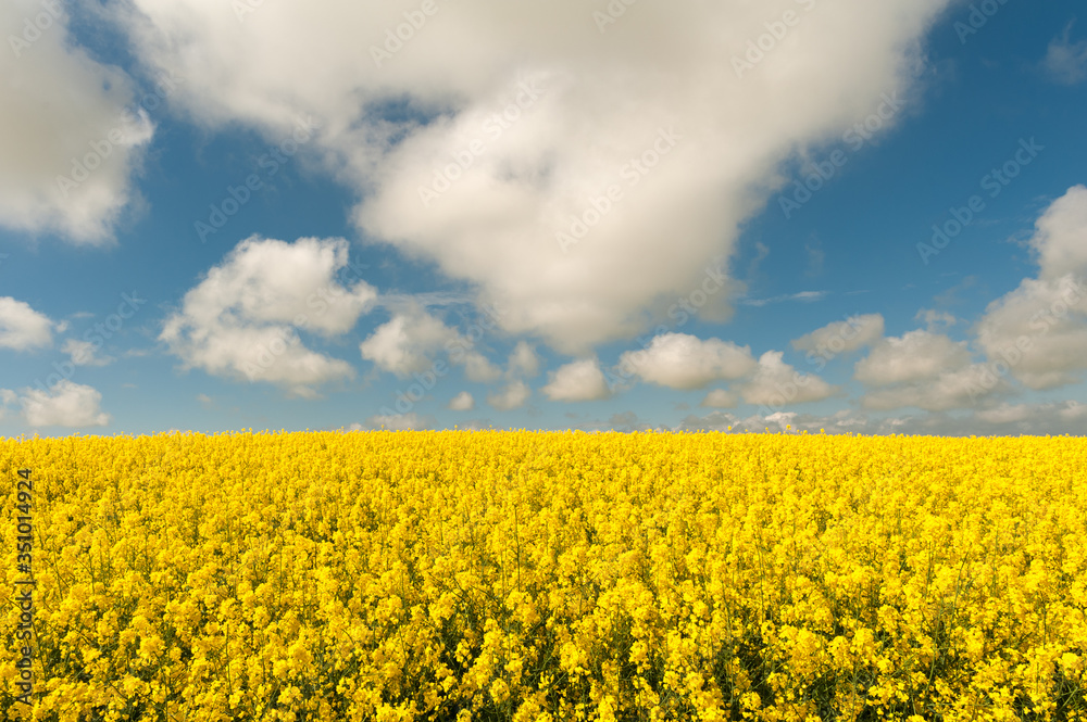 Obraz premium field of yellow flowers with a blue cloudy sky