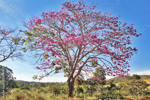 pink ipe