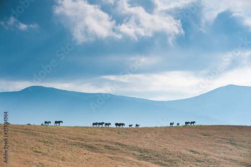 A herd of horses migrates around the area in search of a better feed. In the background there is a silhouette of the mountain range.