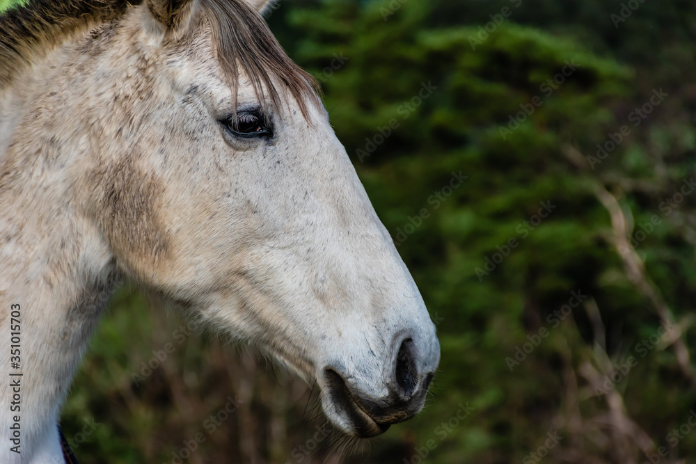 A candid portrait shot of a domesticated white horse in a field in a French mountain village A candid portrait shot of a domesticated white horse in a field in a French mountain village