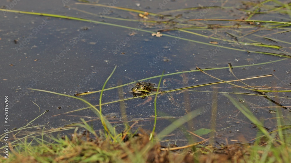 Teichfrosch (Pelophylax esculentus) am Teichufer. Teichfrosch (Pelophylax esculentus) am Teichufer.
