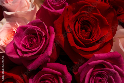Red and pink roses. Floral background. Flowers closeup. Wediding and valentine. The rose petals.  