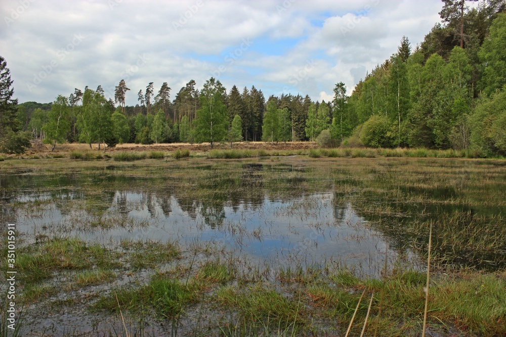 Moor in den Franzosenwiesen im Burgwald Moor in den Franzosenwiesen im Burgwald