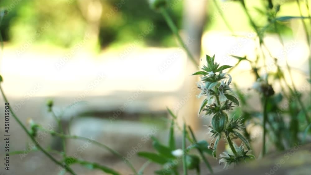 Detalle de una planta de hojas verdes y flores blanco y azul en un parque durante un día soleado. Gente caminando de fondo