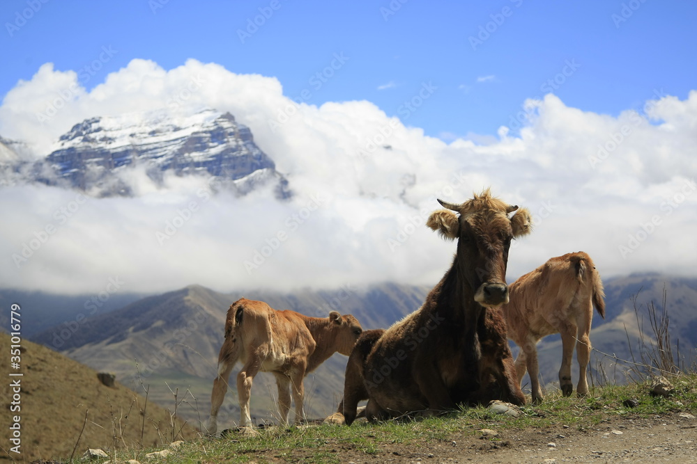 Wild cows lie on the grass in the mountains with snowy peaks