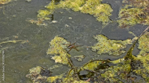Gerandete Jagdspinne (Dolomedes fimbriatus) läuft auf der Wasseroberfläche eines Moorteichs