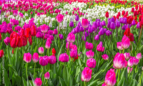 Blooming lilac, white and red tulips on a background of greenery