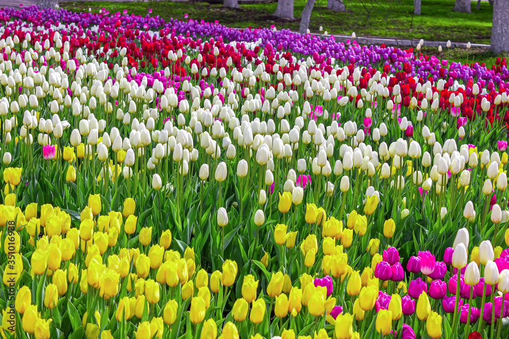 Fototapeta premium Field of bright flowers, floral background for design