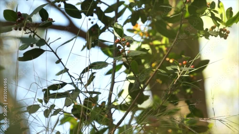 Detalle de arbusto con hojas verdes y bayas rojas en un parque en un día soleado. Pájaros cantando de fondo