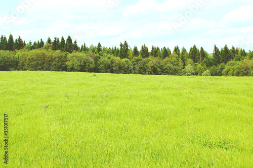 Green field, forest on the horizon and clouds. Green nature landscape background