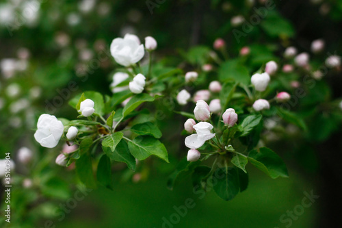 Flowering tree branch in summer or spring afternoon