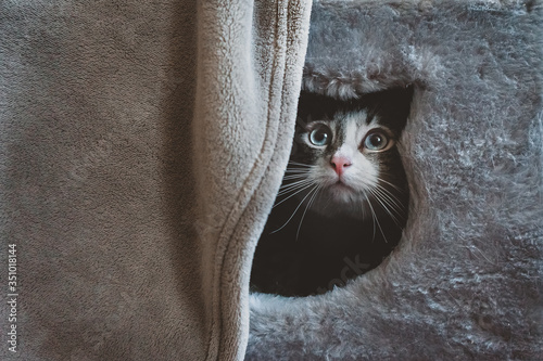 A Siamese cat looks out of the cat house