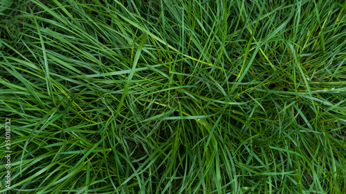 Long green grass growing in the forest. May, Spring. Background. Macro shooting, closeup