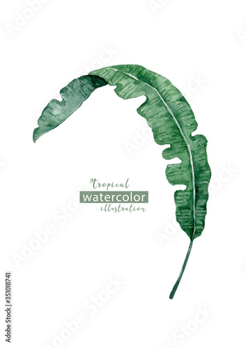 Palm beach tree leaf jungle botanical illustration. Watercolor background isolated similar illustration photo