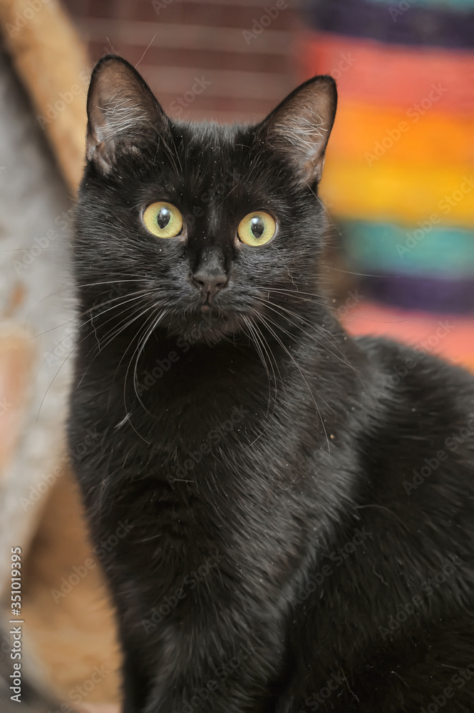 black cat with yellow eyes black cat with yellow eyes