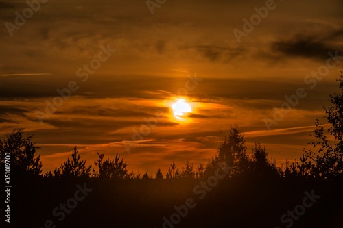 sunset over trees in a forest