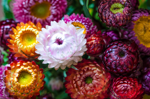 Beautiful large multi-colored flowers in nature © eva_daren
