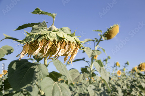 Grown sunflower full of ripened seeds in a field