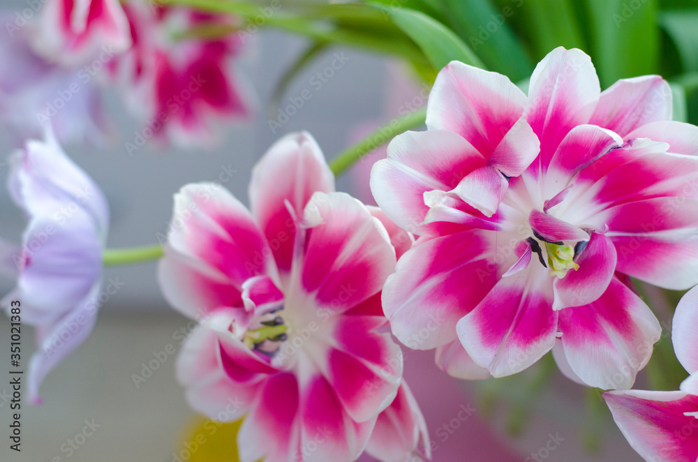 Beautiful large multi-colored flowers in nature