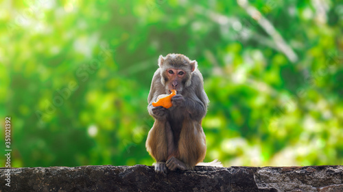 Fototapeta Naklejka Na Ścianę i Meble -  Monkey eating orange fruit and sitting.