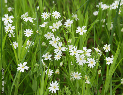 white forest flowers in green grass.Background of white small flowers.