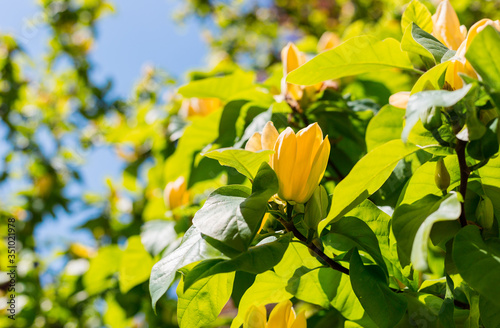 Blown beautiful magnolia flower on a tree with green leaves. Blossoming yellow magnolia flower in the garden, Yellow Bird or Yellow lily tree of the family Magnoliaceae. photo
