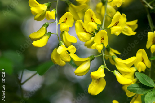 Yellow robinia flowers suitable for pharmacological or culinary use.