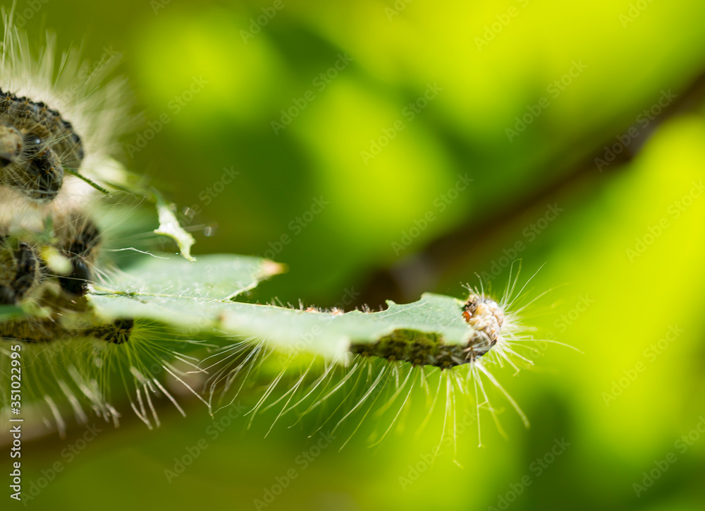 Fototapeta premium Nest oak processionary caterpillar (Thaumetopoea processionea) in an oak tree. Selective focus