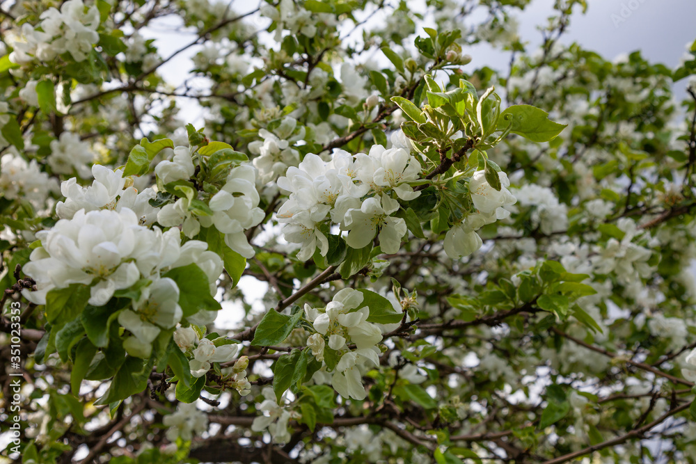 Branches of apple tree strewn with white fresh flowers Branches of apple tree strewn with white fresh flowers