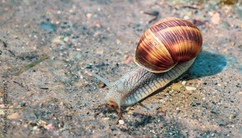 running snail
