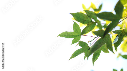 Green Leaf Tree On White Background © Aris Suwanmalee
