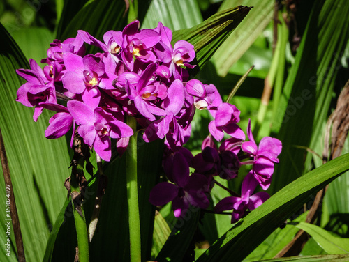 Wallpaper Mural Purple flower Torontodigital.ca