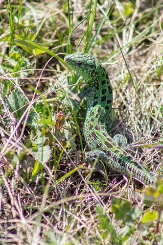 Sand Lizard in the grass.