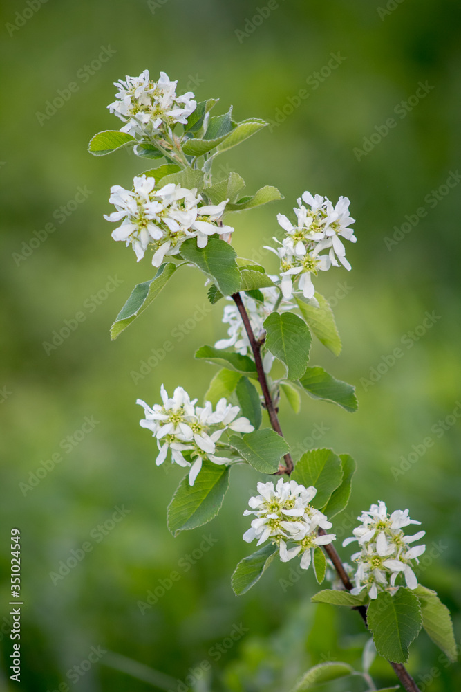 White blossoms of Amelanchier canadensis, serviceberry, shadberry or June berry tree on green background. 