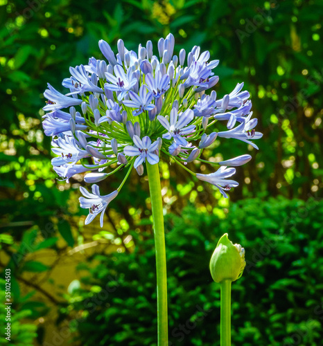 Wallpaper Mural Blue flower Torontodigital.ca