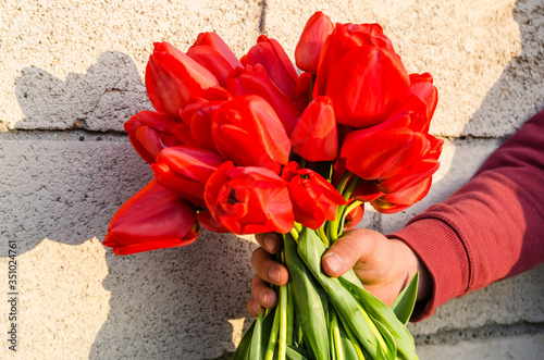 red tulips in the man hands