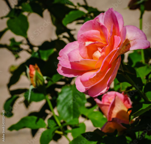 Wallpaper Mural Pink roses Torontodigital.ca
