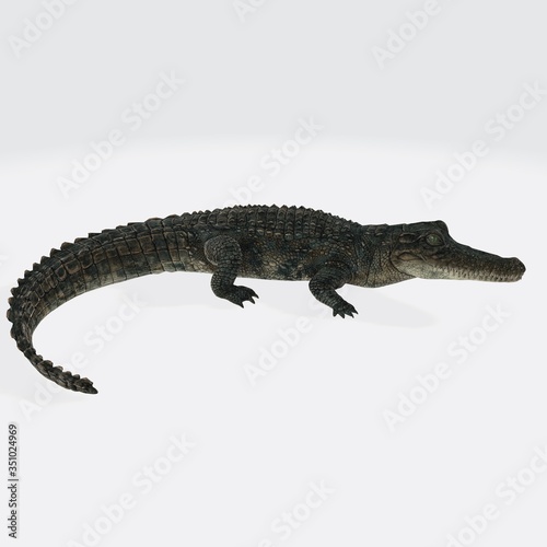 3d illustration of Alligator.